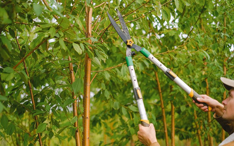 Tree trimming in Dewy Rose, GA