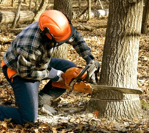 Tree Removal in Dewy Rose, GA
